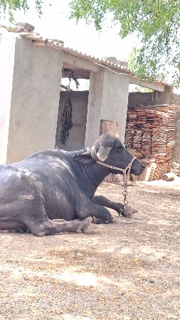 ભેંસ વેચવાની છે