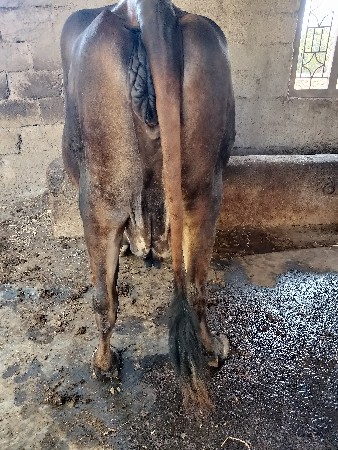 ગાય વેચવાની છે