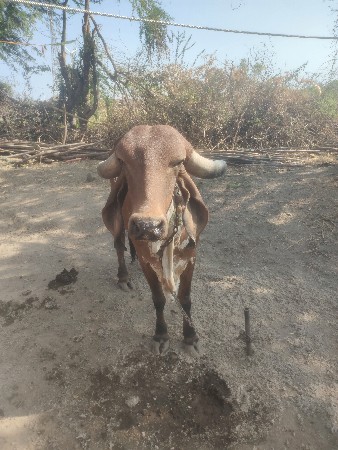 દેશી ગાય દેવાની છે સાટામાં જર્સી