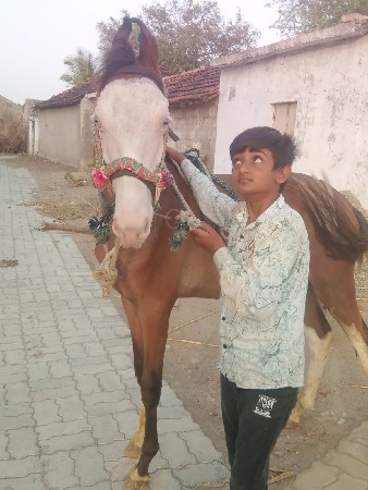 કોય ભાઈ ને વસેરો વેસવાનો હોય તો