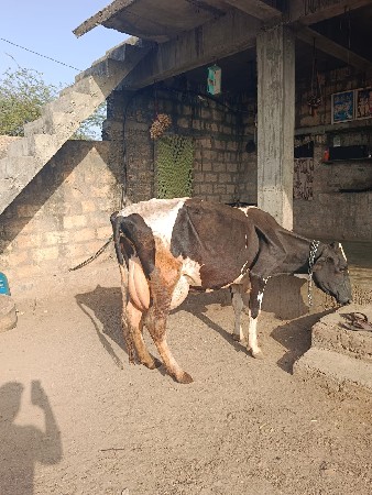 hf ગાય
