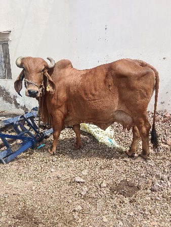 ગાય વેચવા ની