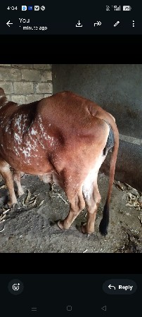 ગાય દેવાની છે