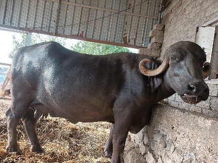 ભેંસ વેચવાની છે