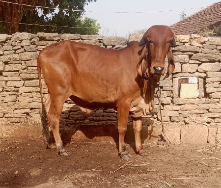 ઑરીજનલ ગીર વાછડી છે