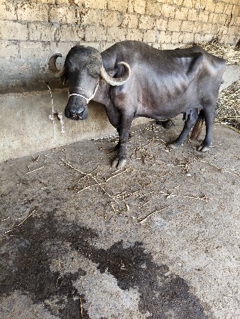 4 લિટર દૂધ સાડા ત્રણ ચાર 4લીટર દ