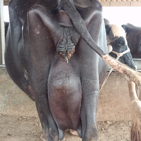 4 વેતર