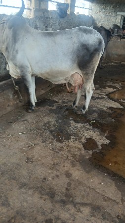 ગાય વેસવા ની સે