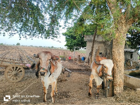 વેચવાના છે