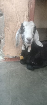 ફિમેલ