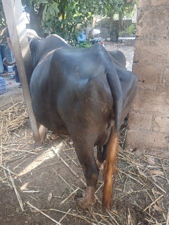 ભેંસ વેચવાની છે