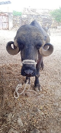 1 વેતર ટોપલી જાફરી ખડેલી