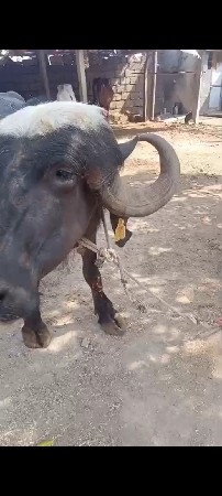 ભગરી ખડાય વેચવા ની સે