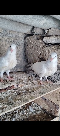 લાલ દુમ પઠા દેવાના શે