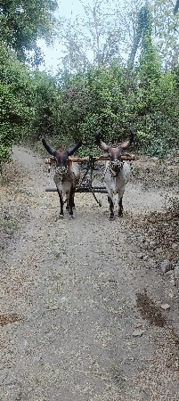 ગોઢલા