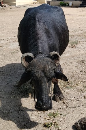 ભેંસ વેચવાની છે