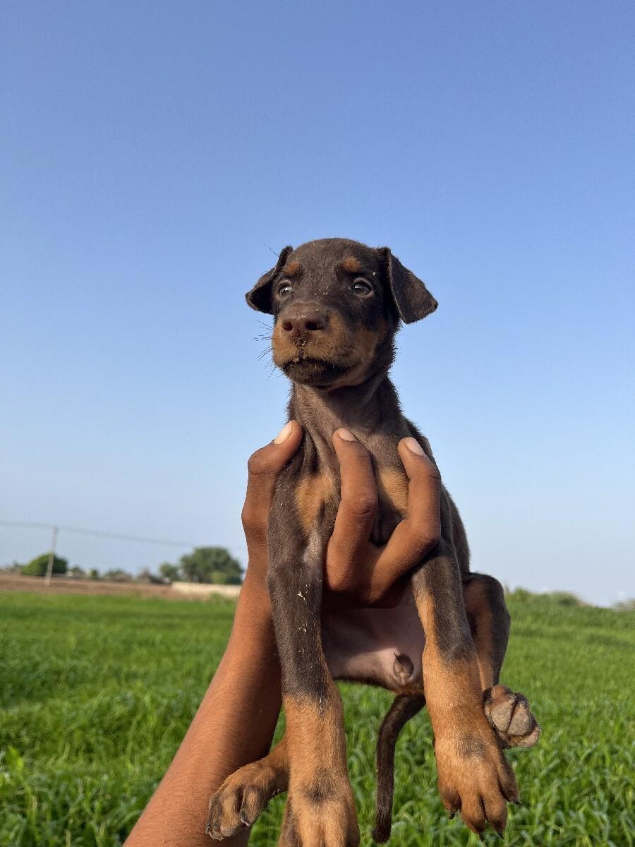 ડોબરમેન ફિમેલ દોઢ મહિના ની