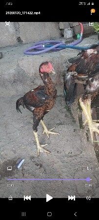 asil ni jodi patha