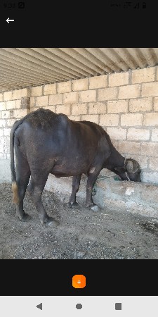 ભેંસ પેલુવેતર અને એક બીજા વેતર