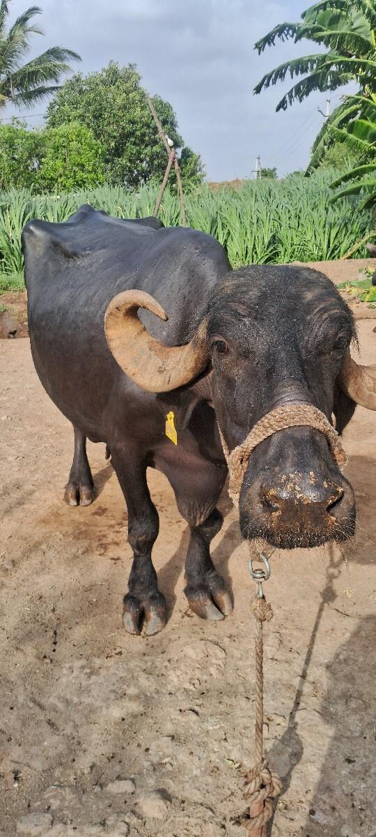 ભેસ વેચવાની છે