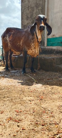 ગીર વાસડી વેસવાની સે