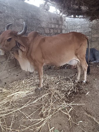 ગાય