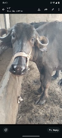 2 ખડેલા વેચવાના છે 1 2 મહિના