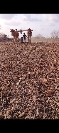 બધી જવાબદારી થી વેચવાના છે કોટલ