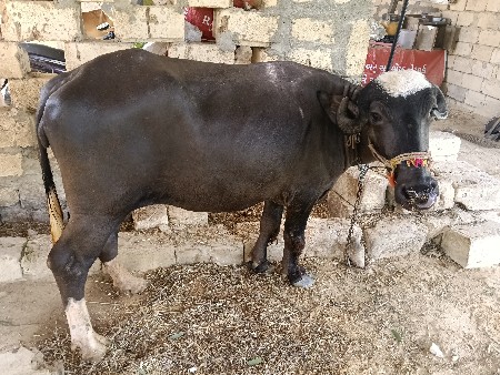 ખડેલી