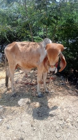 ચાલુ વેચવાના છે બળદ