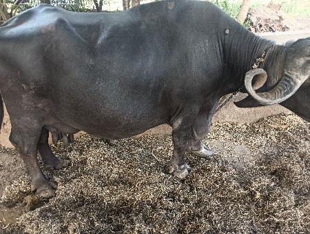 વેચવાનું છે