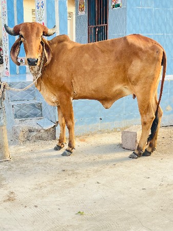 દેસી હોડકી વેચવાની છે