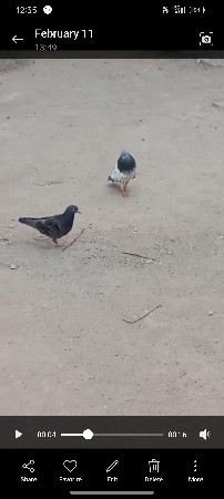 ફૂલ ઉડાડમાં બે માડી પલટી મારે એક