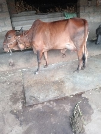 વેચવાની છે
