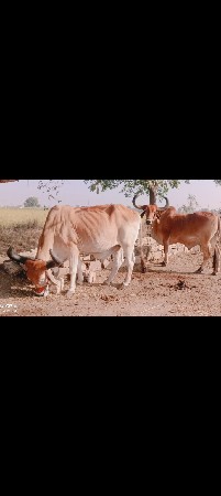 4 4 ધરના હે સાવ સોજા