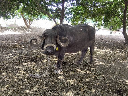 ભેસ