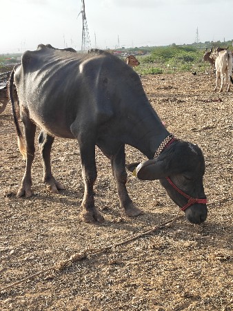 ખડેલી
