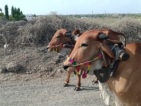 ગોધલા વેચવા ના છે