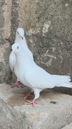 kabutar