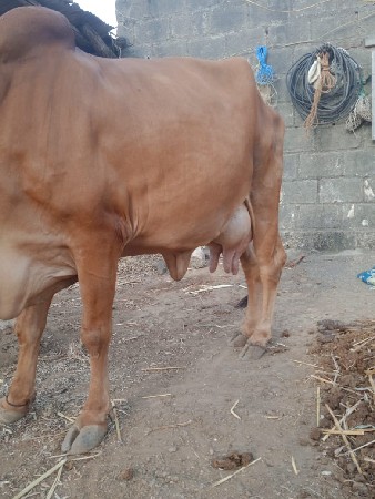 આ ગાય વેચવાની છે