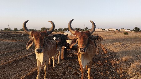 રામભાઇ
