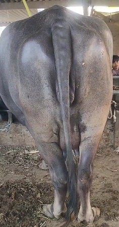 ખડેલી વેસવાની છે