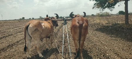 આ બળદ વેચવાના છે