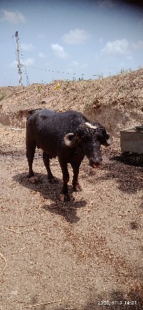 આ પાડો વેચવાનો છે