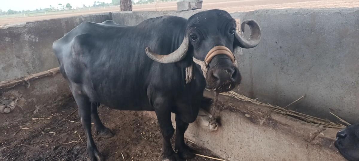 ભેંસ વેચવાની છે