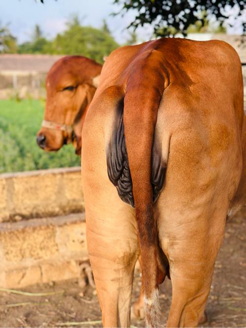 ગાય વેસવાની છે.20 દિવસ ની કાશી છે