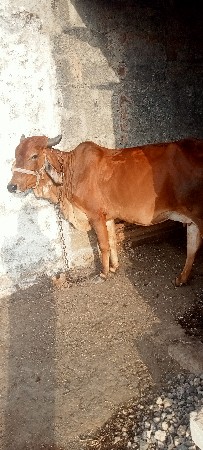 ગાય વેચવાની છે