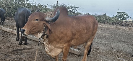 હોડકી વેચવાની છે