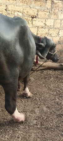 બીજું વેધર ખરેલી વેચવાની