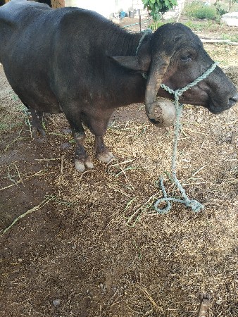 આ ભેંસ વેચવાની છે